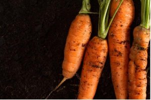 improve soil to grow healthy vegetables